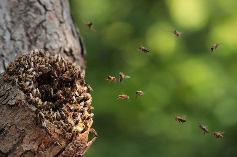 garden outdoor space
